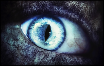 462996d7f863a8e31cba11c112f41587.png
