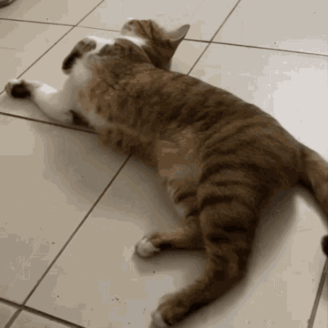 rolling-cat-cat.gif