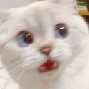 catscared.png