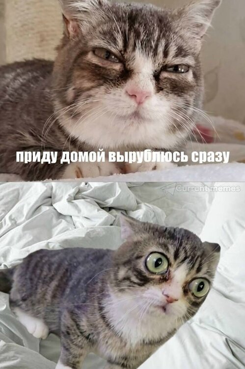 image.thumb.jpeg.0b112bdfebc2fd9cd94507cc7cb83bf9.jpeg