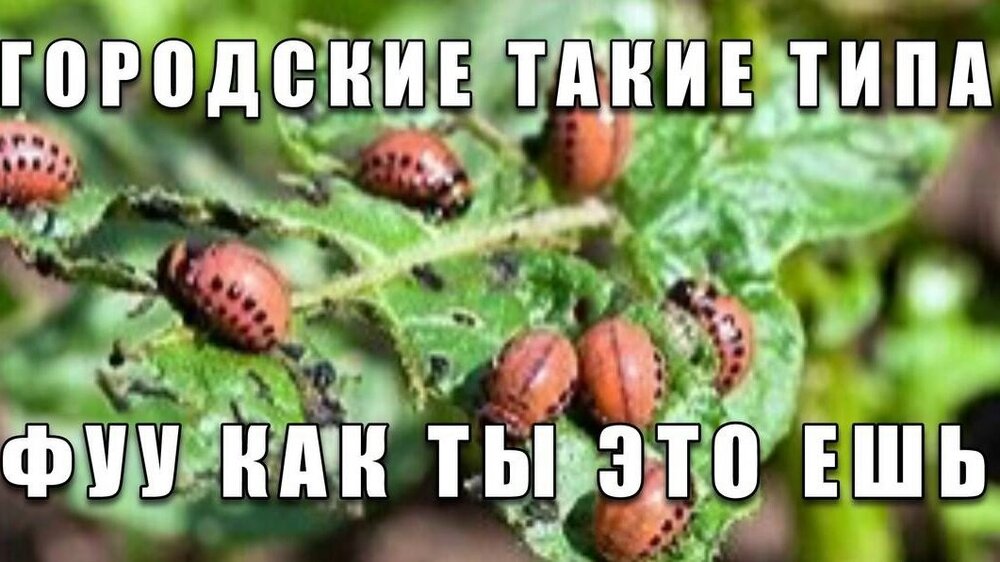 image.thumb.jpeg.2e8c141192913601cbd085649445f14c.jpeg