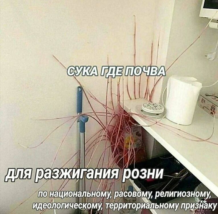 image.thumb.jpeg.7da1a4459dfe19dde3f10156ca5766a7.jpeg