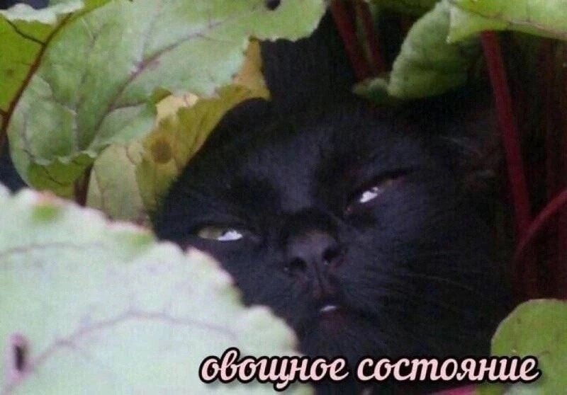 image.jpeg.4a025ed9a042857bd89170da9d8109d0.jpeg