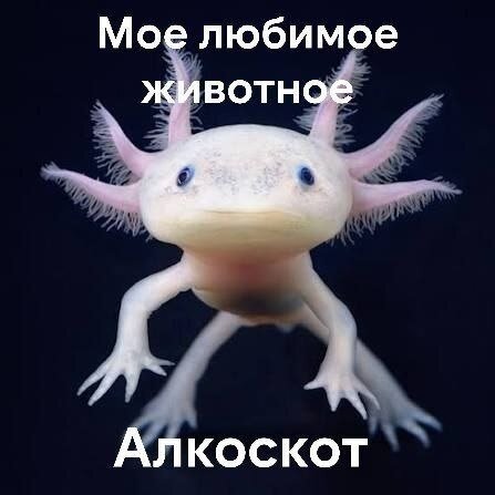 image.jpeg.be962a67b99cb19968cef930179c871a.jpeg