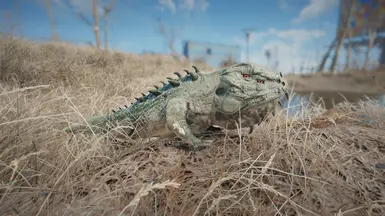 Commonwealth Iguanas | Игуаны Содружества