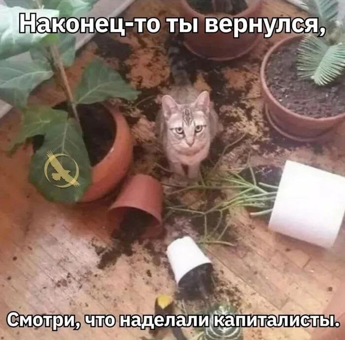 image.jpeg.c3319d6e231a33c999a13ae12a869e58.jpeg