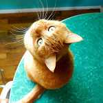 Аватар пользователя OliverTwist