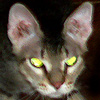 Аватар пользователя ulis_cat