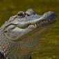 Аватар пользователя Aligator