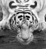 Аватар пользователя Eastlion