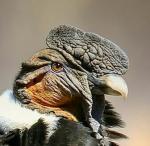 Аватар пользователя Кондор