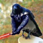 Аватар пользователя Crow