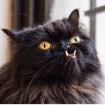 Аватар пользователя Кот