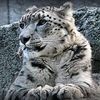 AewakingФотография %s